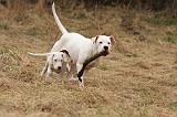 DOGUE ARGENTIN 237